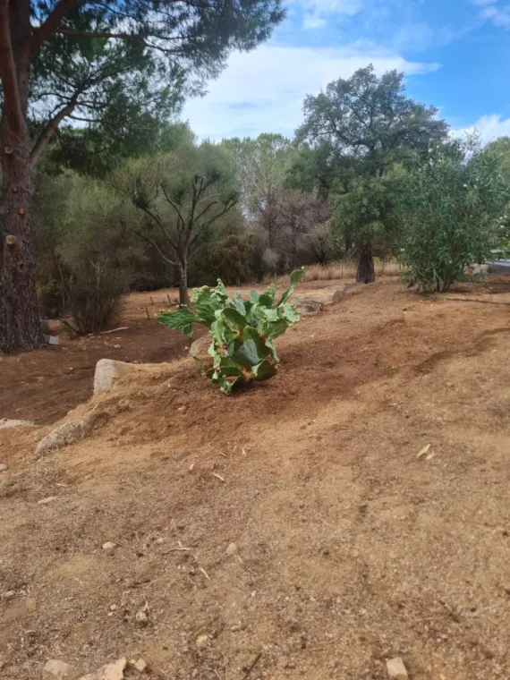 Plantation d'un figuier de barbarie à Porto Vecchio