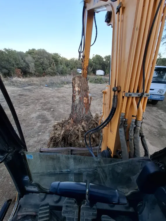 Dessouchage d'un pin chez un particulier à Porto-Vecchio, Porto-Vecchio, Corse TPM