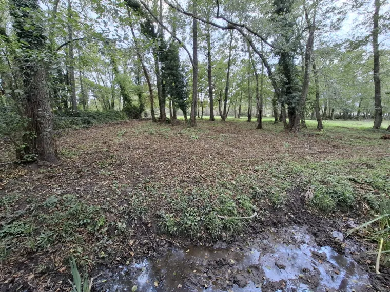 Mise au propre d'un terrain avec retrait d'arbres secs à Lecci, Porto-Vecchio, Corse TPM