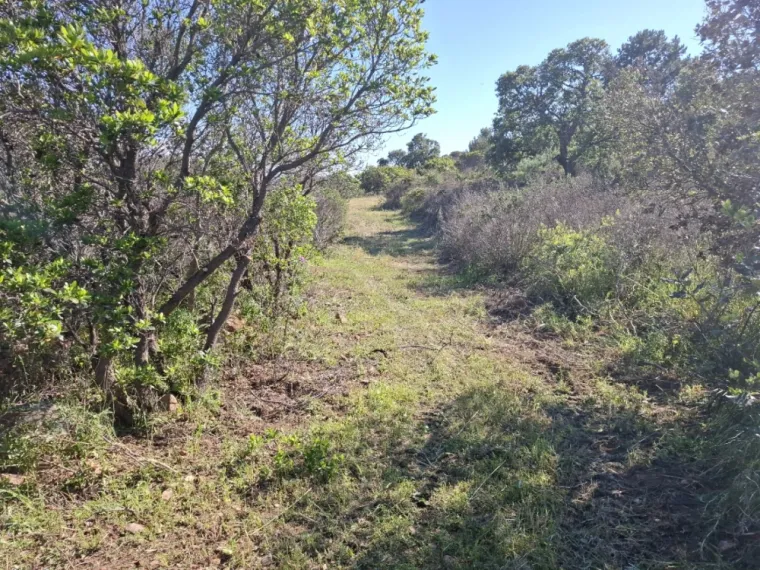 Démaquisage pour réouverture d'une piste à Palombaggia