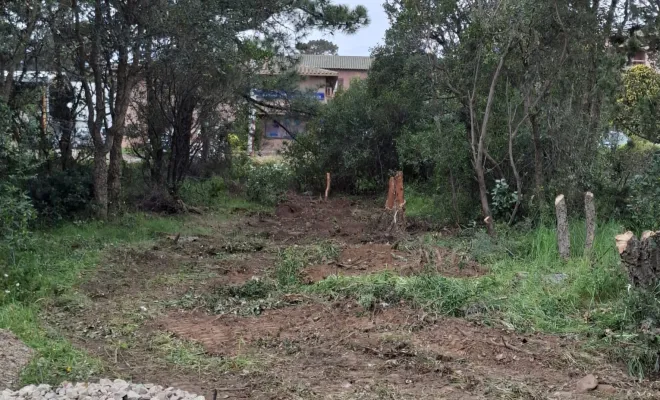 Abattage et dessouchage d'arbres pour création d'accès à Porto-Vecchio, Porto-Vecchio, Corse TPM