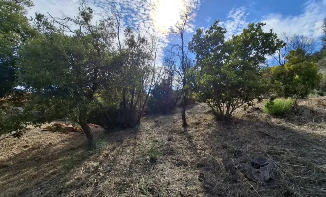 Entretien d'un pare feu à Lecci, abatage d'arbres secs, Porto-Vecchio, Corse TPM