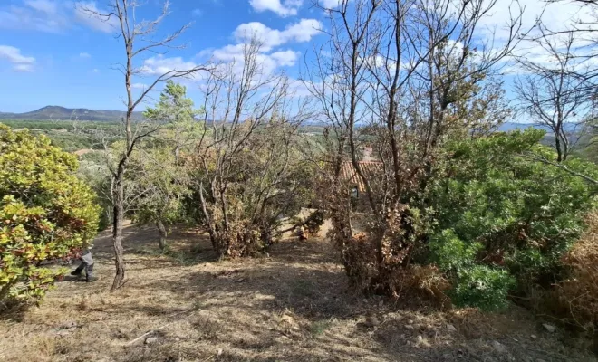 Entretien d'un pare feu à Lecci, abatage d'arbres secs, Porto-Vecchio, Corse TPM