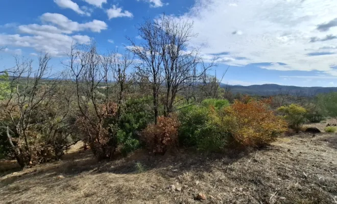 Entretien d'un pare feu à Lecci, abatage d'arbres secs, Porto-Vecchio, Corse TPM