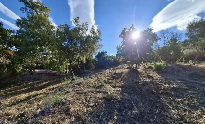 Entretien d'un pare feu à Lecci, abatage d'arbres secs, Porto-Vecchio, Corse TPM