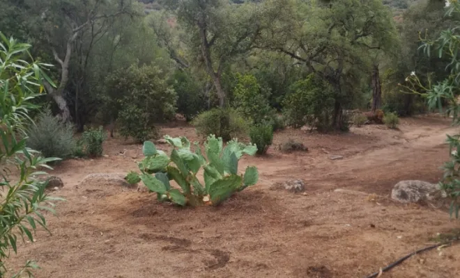 Plantation d'un figuier de barbarie à Porto Vecchio