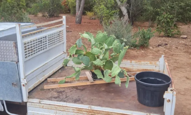 Plantation d'un figuier de barbarie à Porto Vecchio