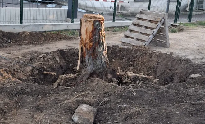 Dessouchage d'un pin chez un particulier à Porto-Vecchio, Porto-Vecchio, Corse TPM