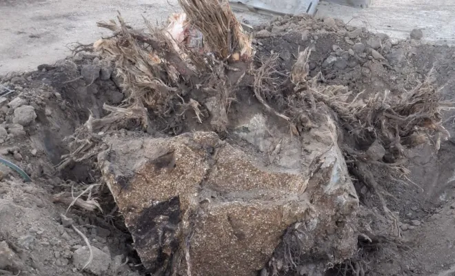 Dessouchage d'un pin chez un particulier à Porto-Vecchio, Porto-Vecchio, Corse TPM