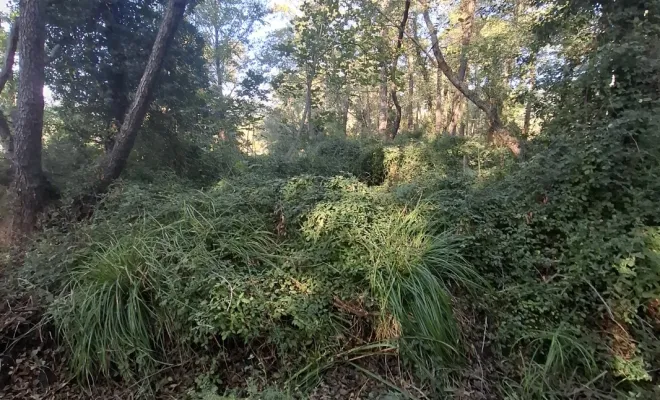 Démaquisage à Sainte Lucie de Porto-Vecchio par votre entreprise Corse TPM, Porto-Vecchio, Corse TPM