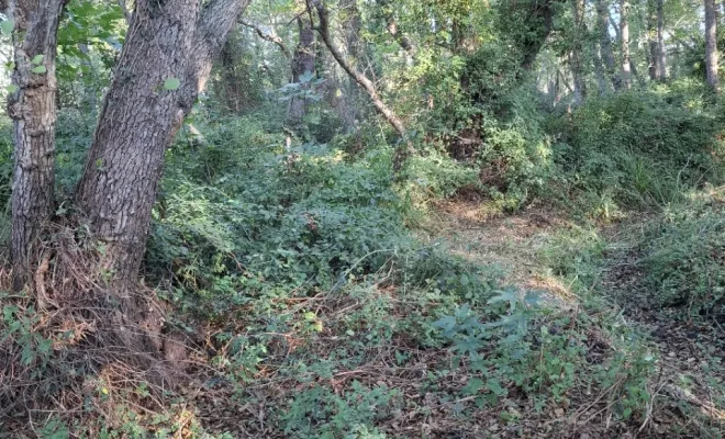 Démaquisage à Sainte Lucie de Porto-Vecchio par votre entreprise Corse TPM, Porto-Vecchio, Corse TPM