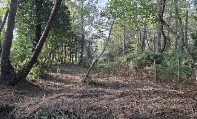 Démaquisage à Sainte Lucie de Porto-Vecchio par votre entreprise Corse TPM, Porto-Vecchio, Corse TPM