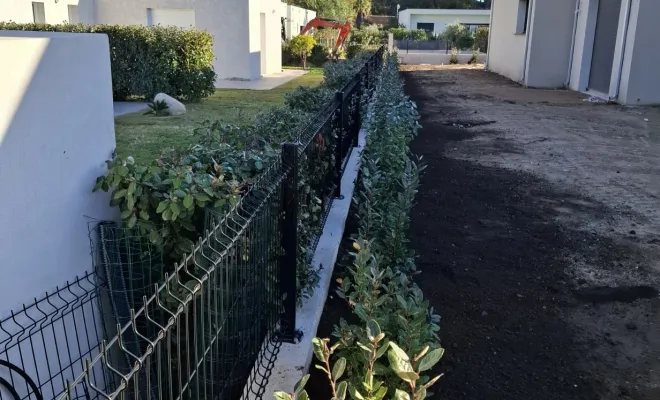 Plantations pour création d'une haie brise vue à Porto-Vecchio, Porto-Vecchio, Corse TPM