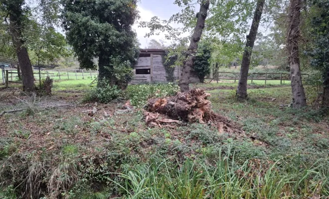 Mise au propre d'un terrain avec retrait d'arbres secs à Lecci, Porto-Vecchio, Corse TPM