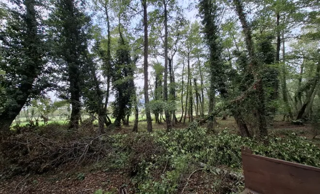 Mise au propre d'un terrain avec retrait d'arbres secs à Lecci, Porto-Vecchio, Corse TPM