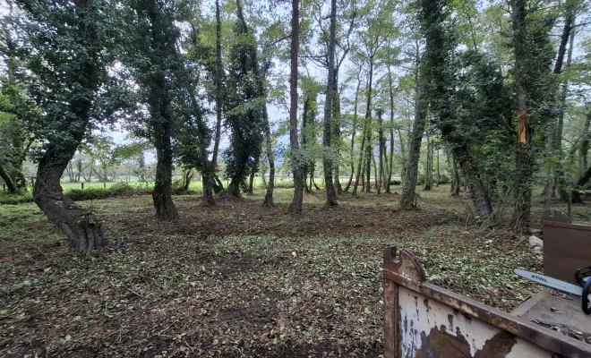 Mise au propre d'un terrain avec retrait d'arbres secs à Lecci, Porto-Vecchio, Corse TPM