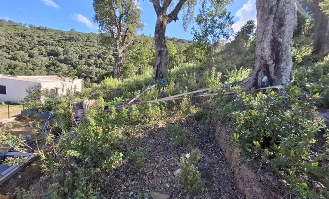 Dessouchage à Sari-Solenzara, Porto-Vecchio, Corse TPM