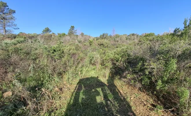 Démaquisage pour réouverture d'une piste à Palombaggia
