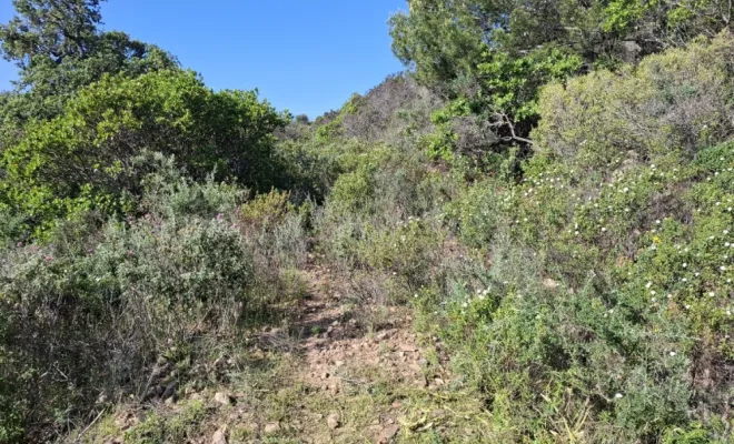 Démaquisage pour réouverture d'une piste à Palombaggia