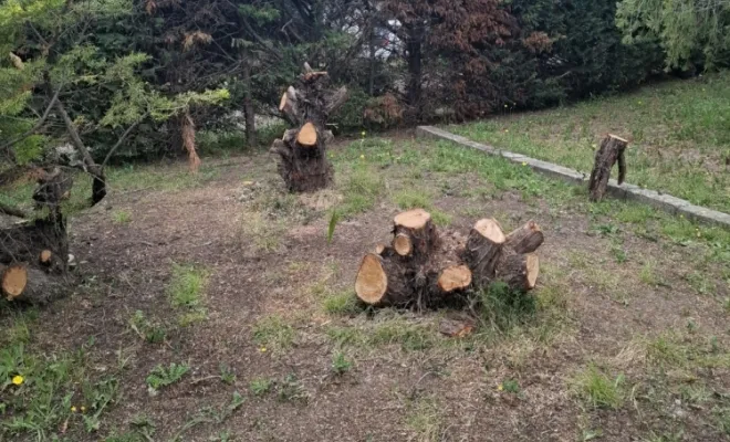 Dessouchage d'une haie avec évacuation à Porto-Vecchio, Porto-Vecchio, Corse TPM