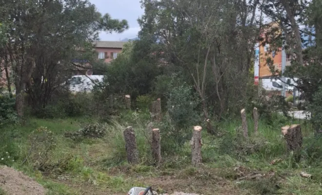 Abattage et Déssouchage, Porto-Vecchio, Corse TPM